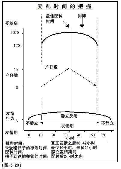 【技術(shù)資訊】后備母豬的管理（二）